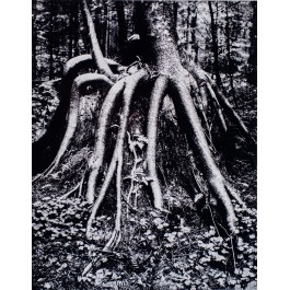 Arms, from the series "Fir forest", ed. 5/6